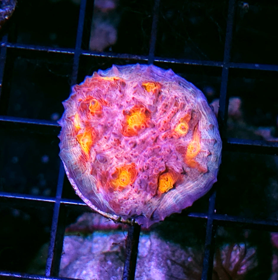 DR Psycho Rainbow Chalice Colony