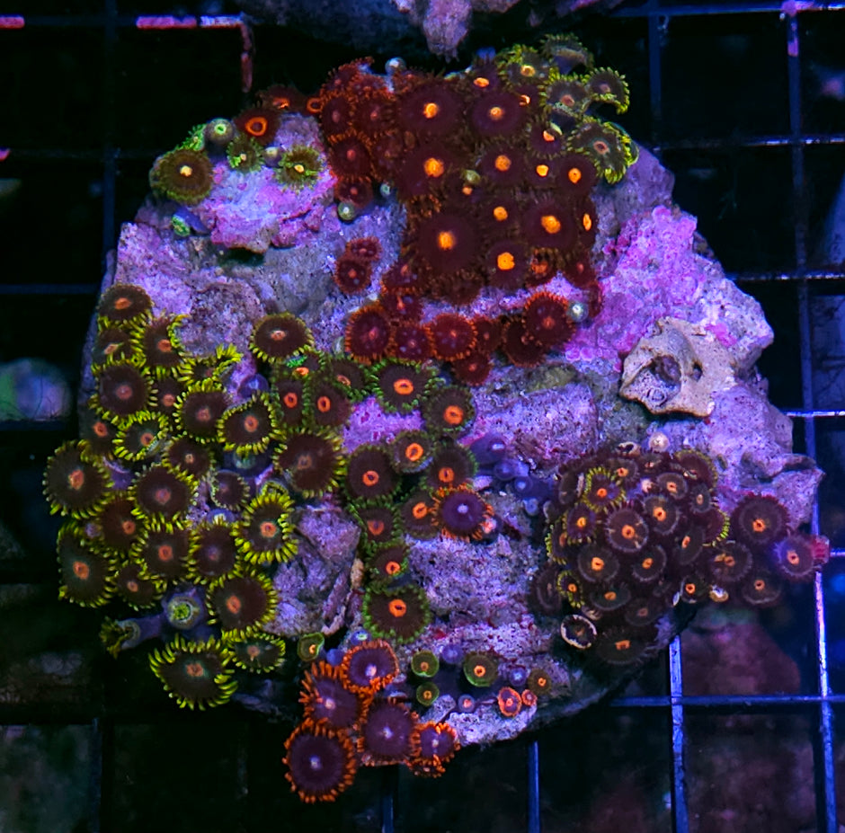 Mix Zoa Colony