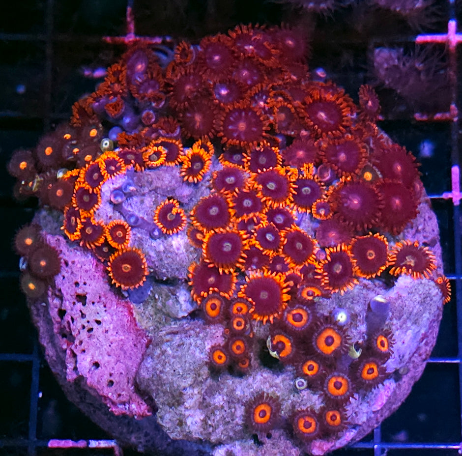 Epic Mix Zoa Colony
