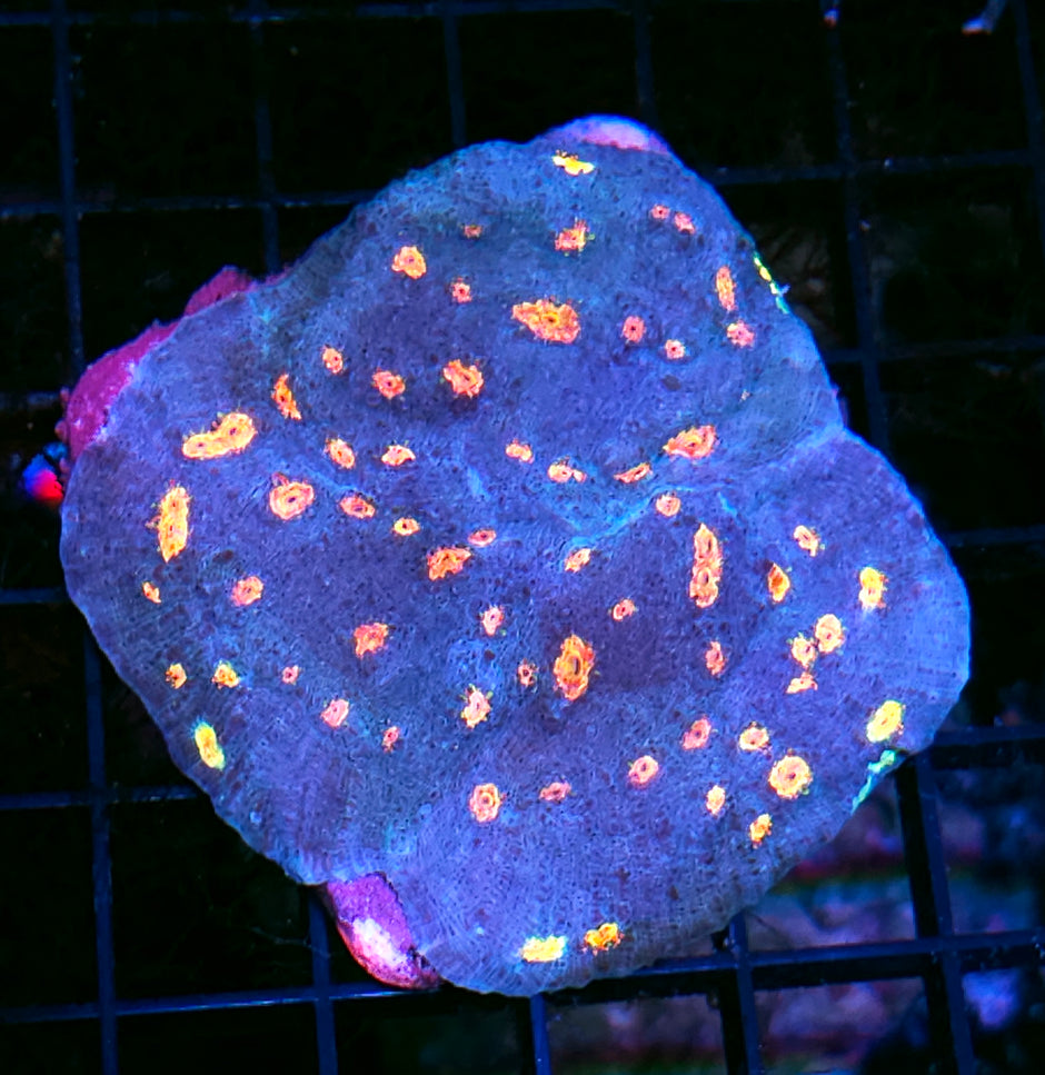 3.5" HF Dipping Dots Chalice Colony