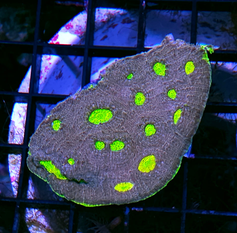HF Close Emcounters Chalice Colony