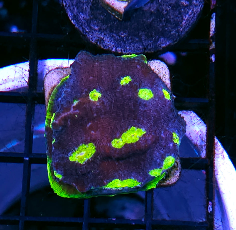 DR Breaker Bob Chalice Colony