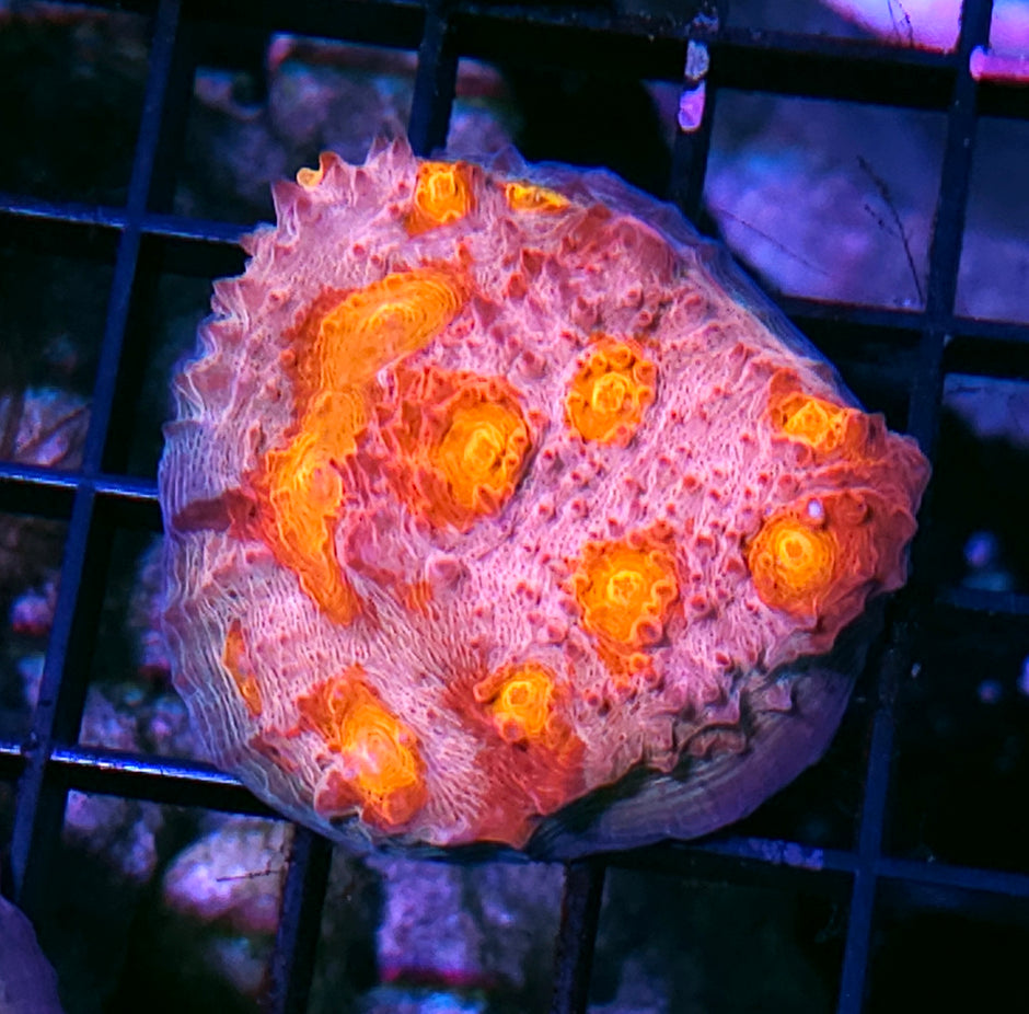 DR Psycho Rainbow Chalice Colony