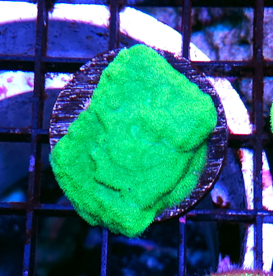 Green Jolly Rancher Leptosersis