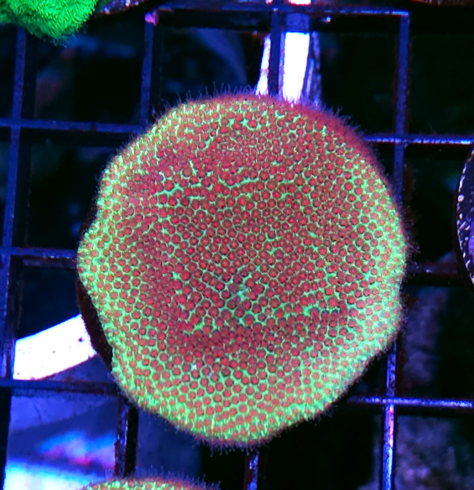 Seasons Greetings Montipora Colony
