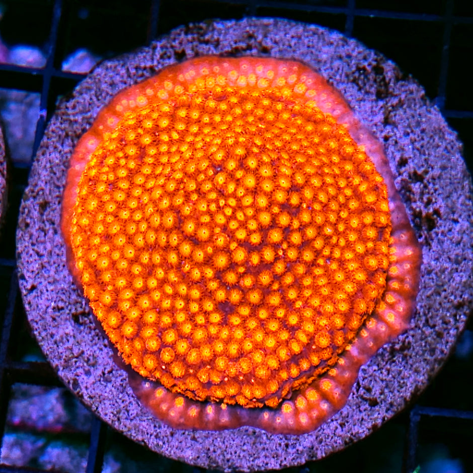 3.5" Molten Lava Cyphastrea Colony
