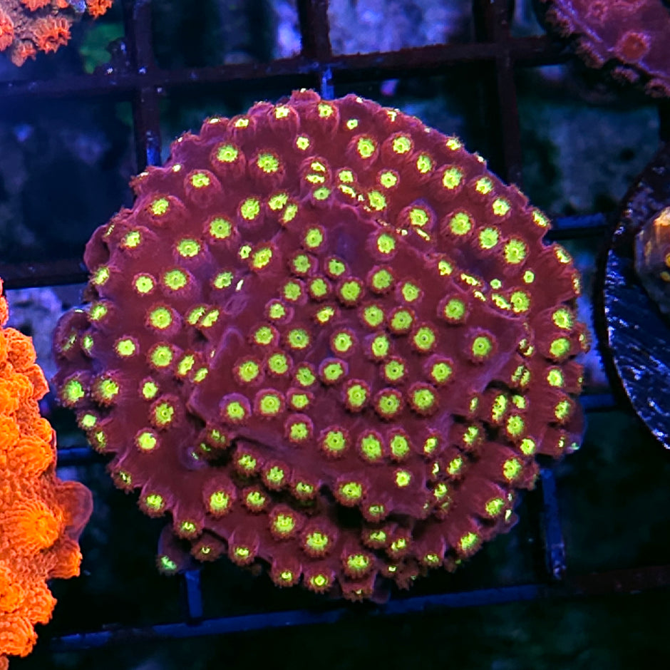 Badda Bing Cyphastrea Colony
