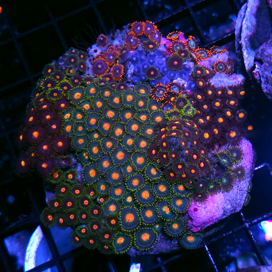 Mix Rainbow Zoa Colony