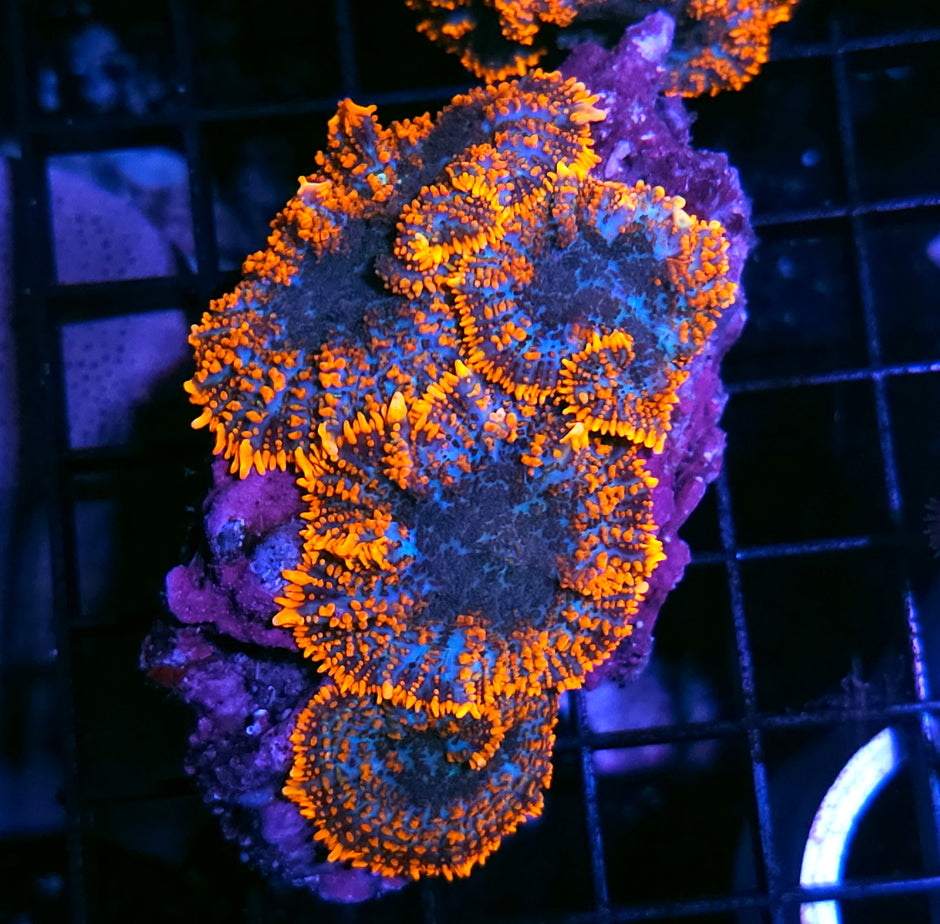Lost Soul Mushroom Colony