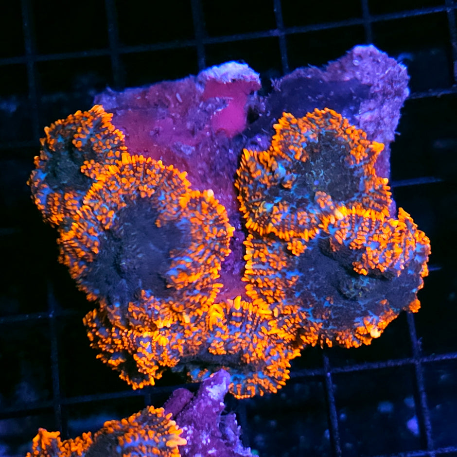 Lost Soul Mushroom Colony