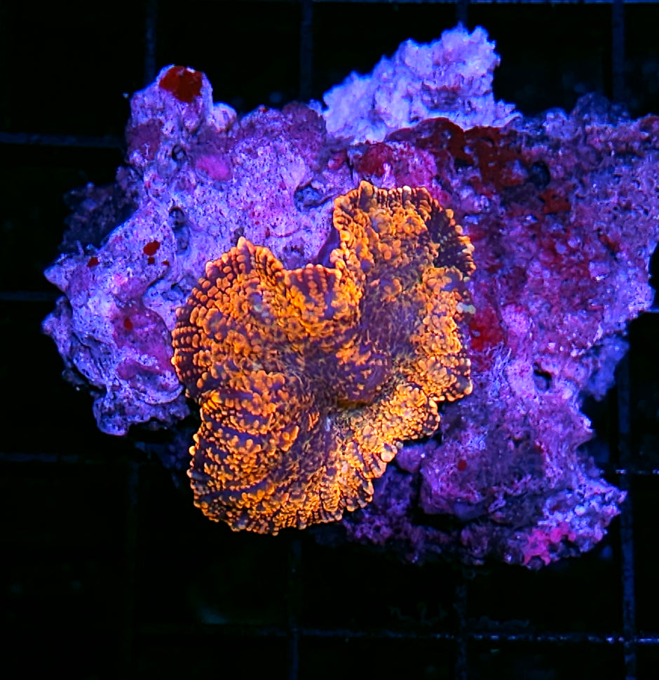 Incineration Mushroom