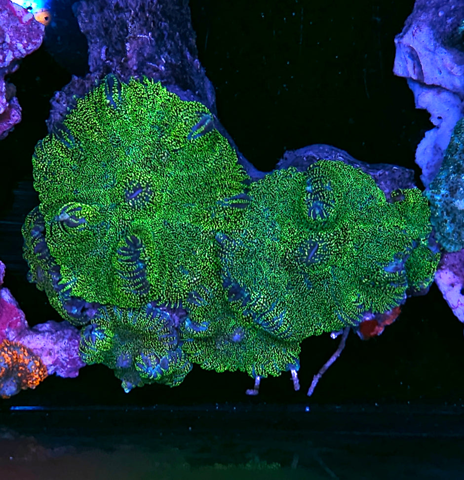Nuclear Glitter Mushroom Colony