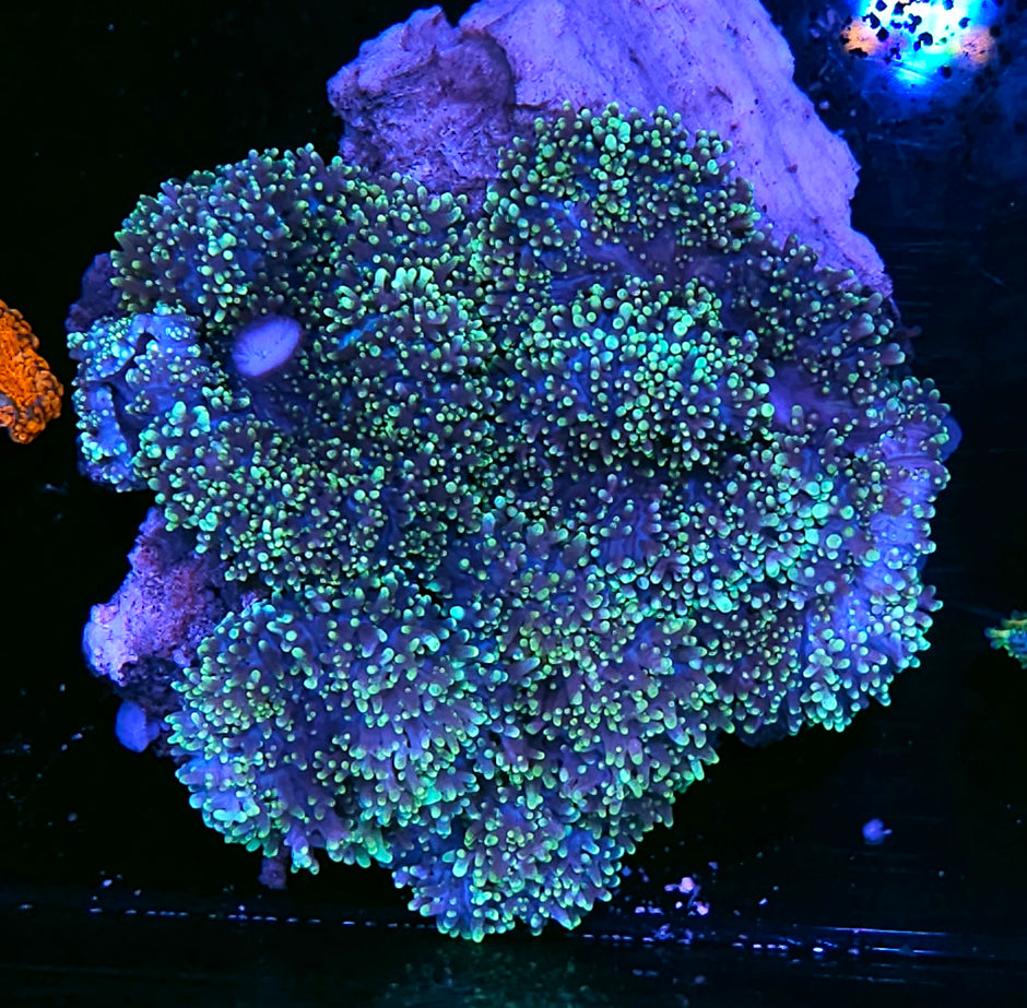 Gold Glazed Shag Carpet Mushroom Colony