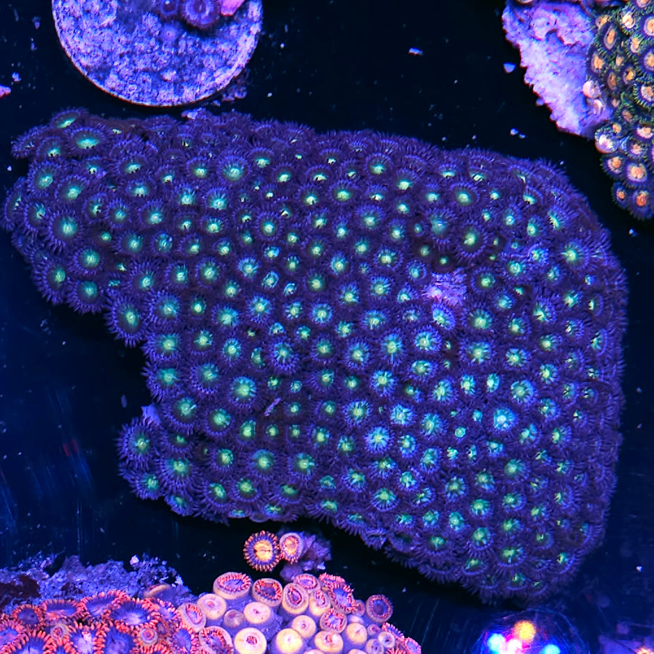 Shooting Star Zoa Colony