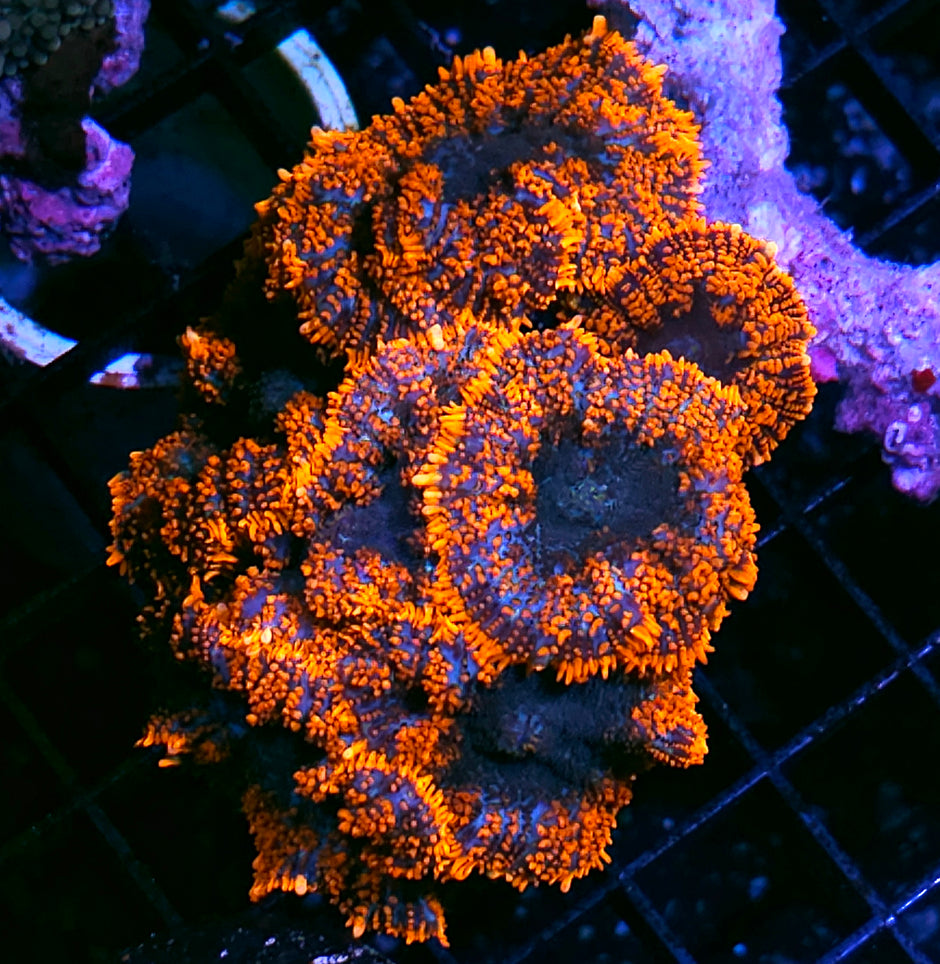 Lost Soul Mushroom Colony