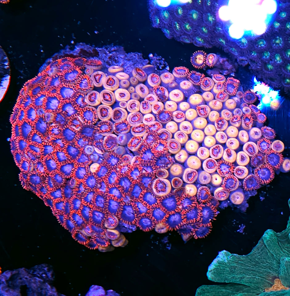 Fire 🔥 & Ice 🧊 Zoa Colony