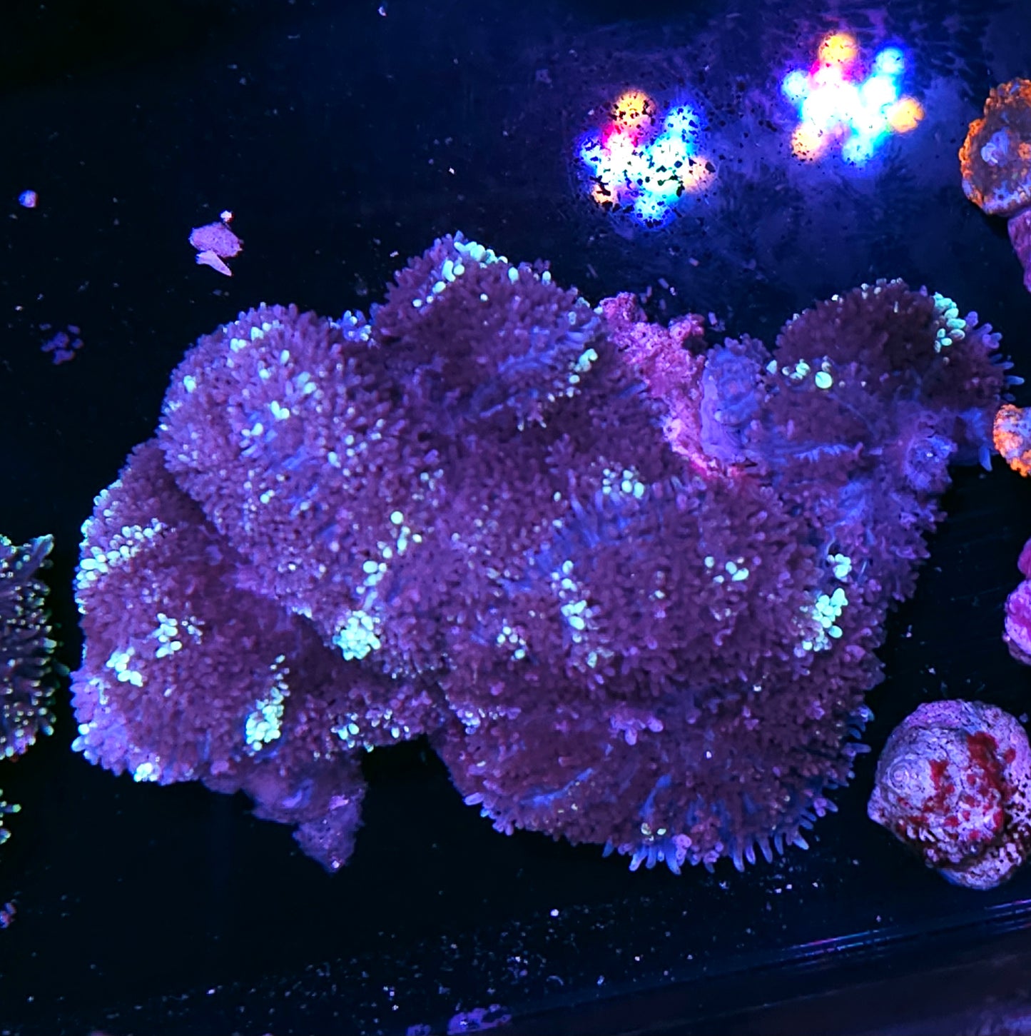Aladdins Magic Carpet Mushroom Colony