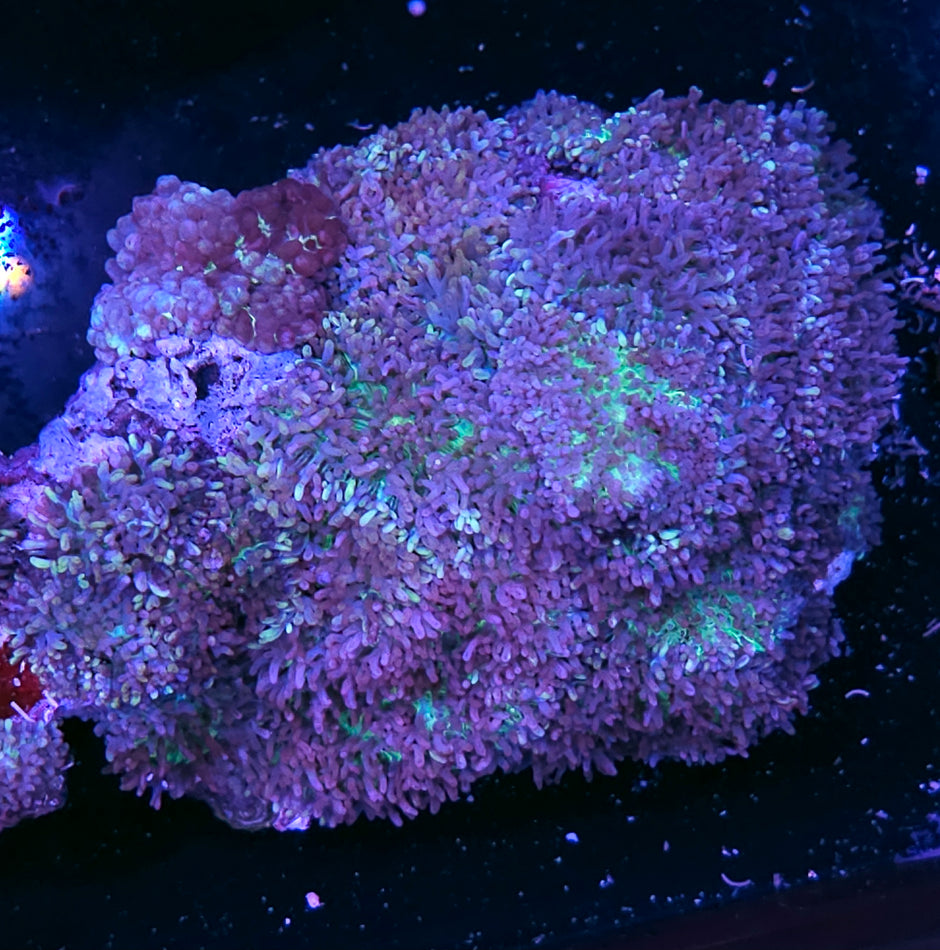 🤪XL Sweet Cheebah 😋 Shag Carpet Mushroom Colony🤪