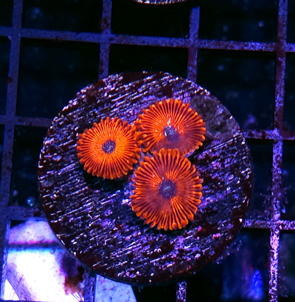 Dominatrix Zoas
