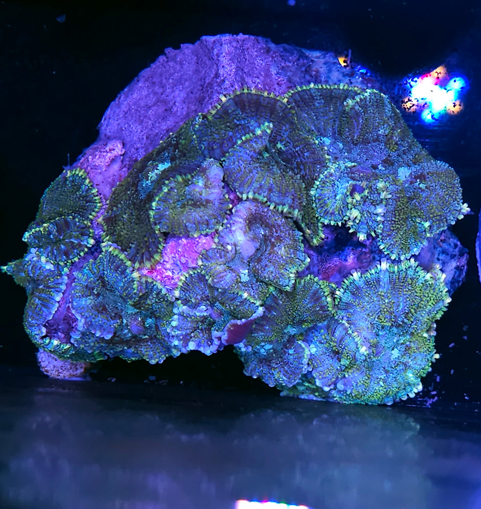XL Razzle Pop Mushroom Colony
