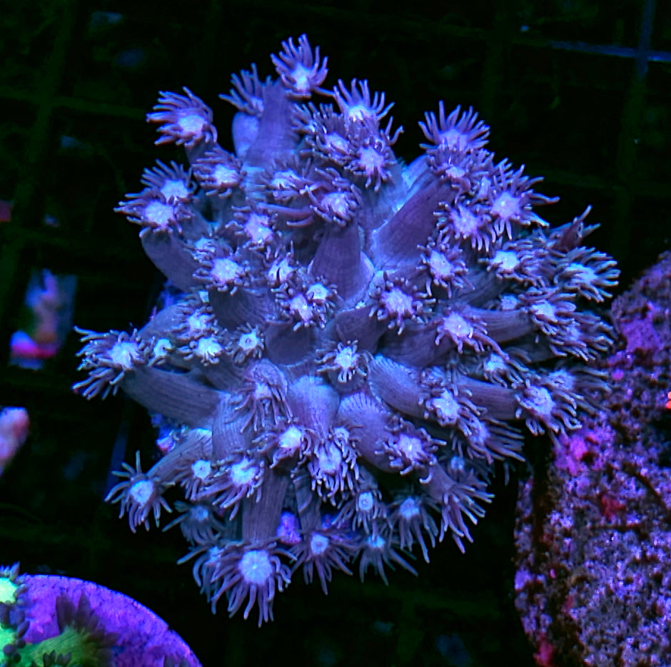 Fairy Dust Goniopora Colony