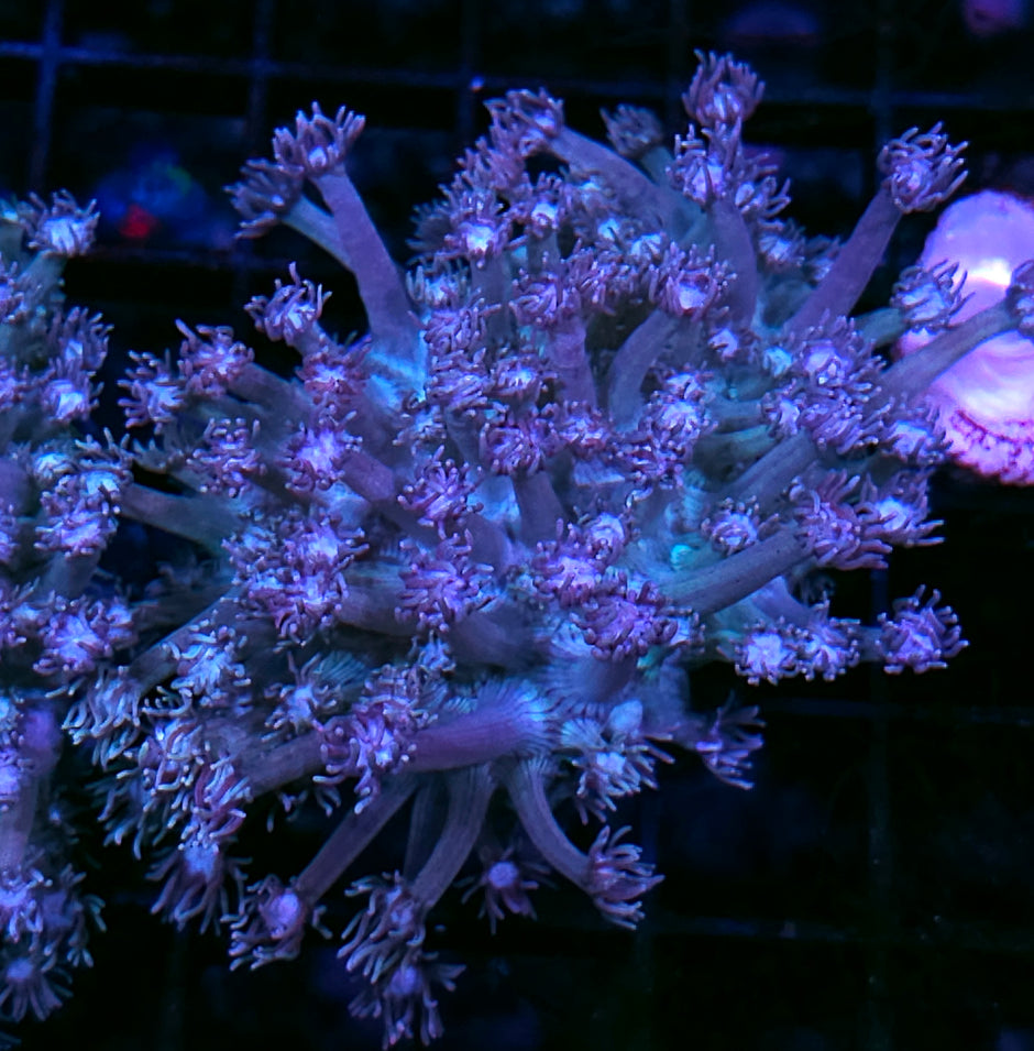 Fairy Dust Goniopora Colony