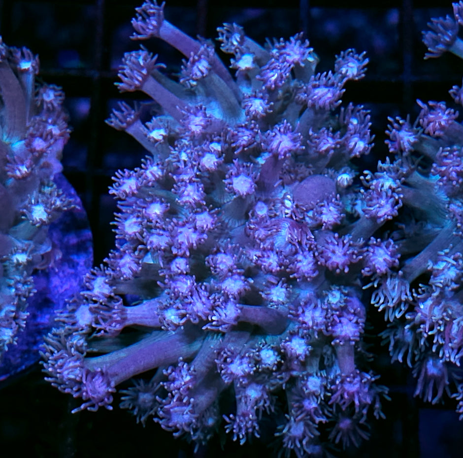 Fairy Dust Goniopora Colony