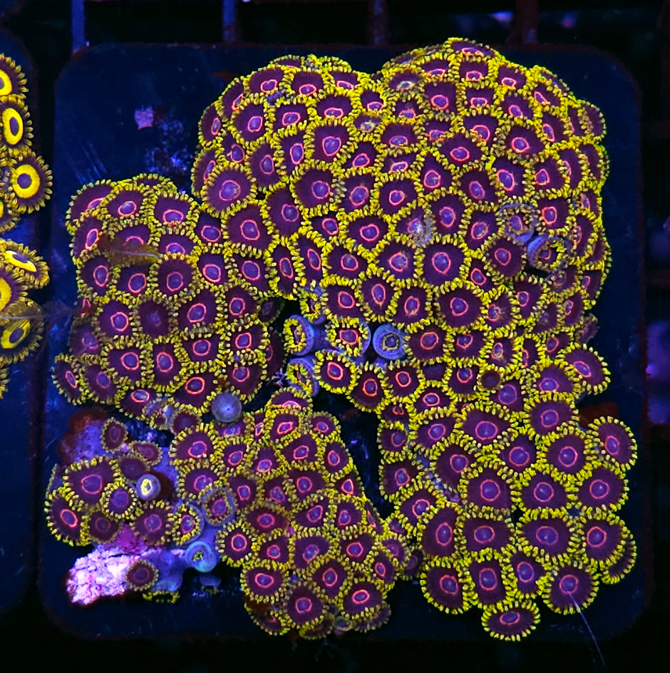 Radioactive Hornet Zoa Colony 🐝