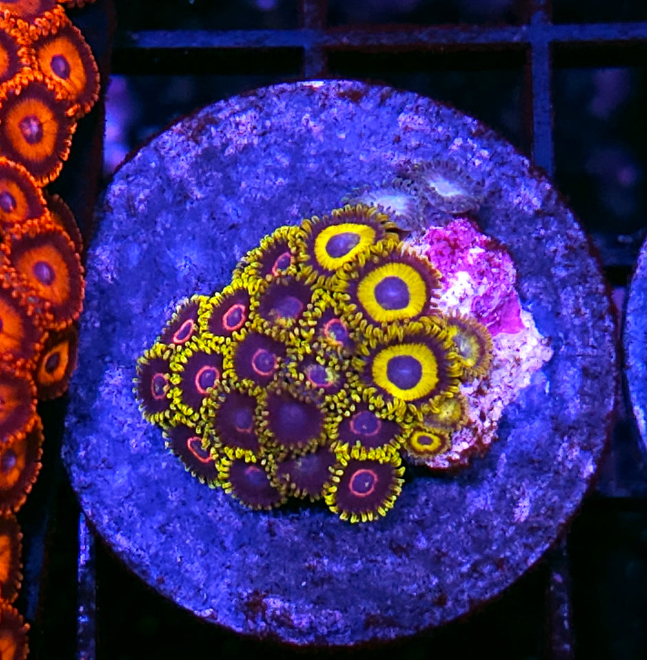 Hornet Mix Zoas
