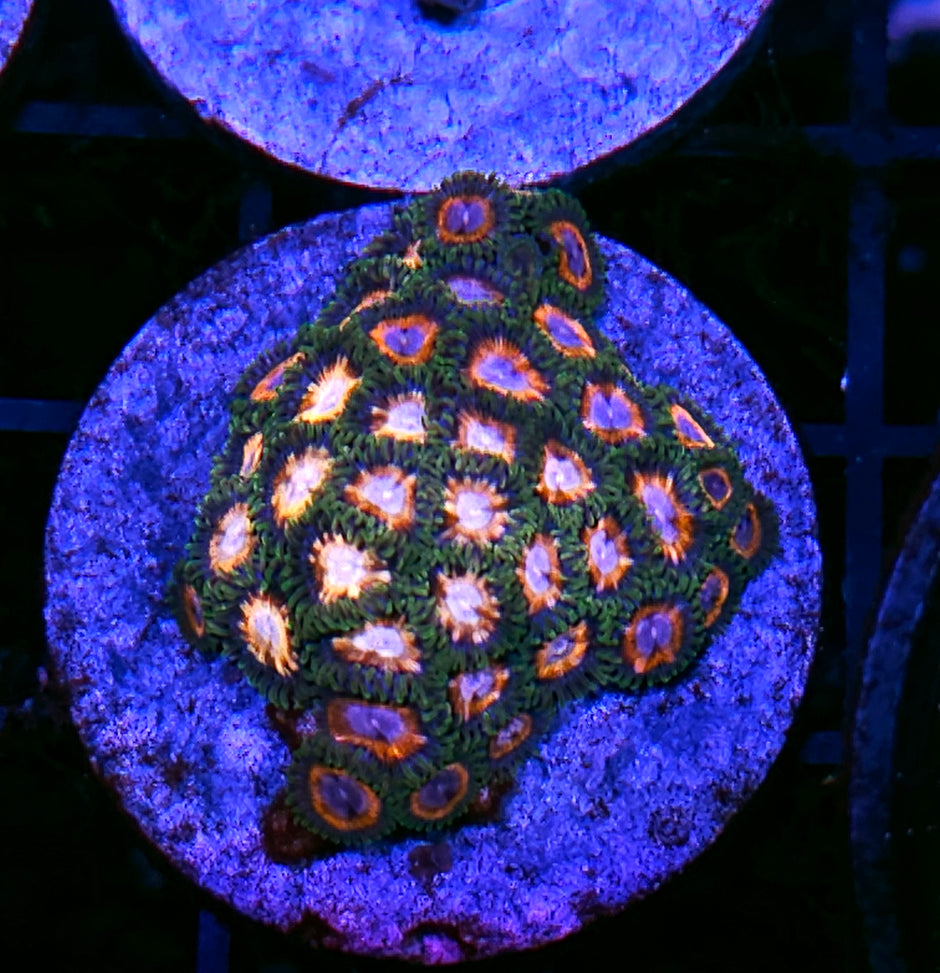 JF Fairytales Zoa Colony