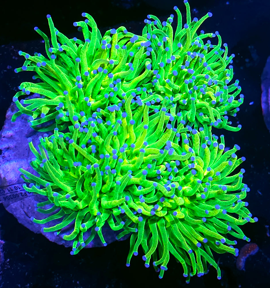 Approx 5 Head Todds Torch Colony