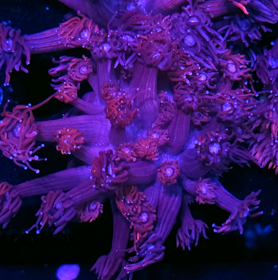 DR Confetti Goniopora Colony