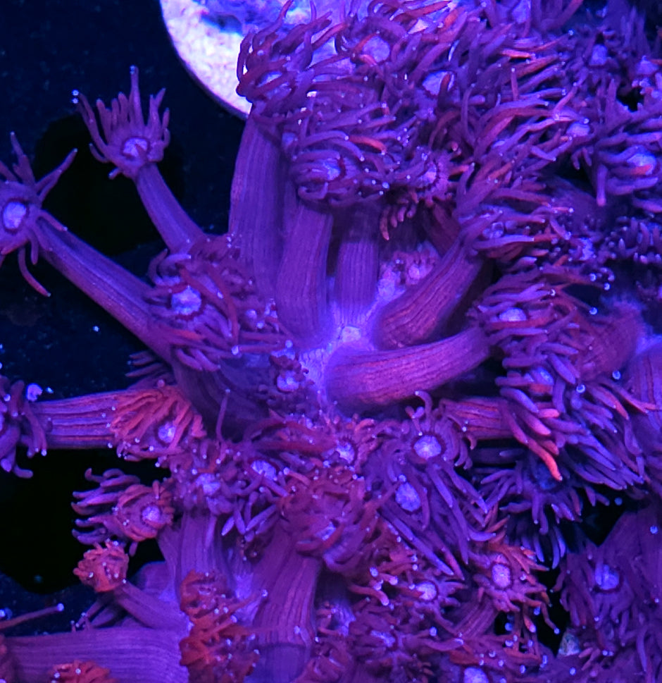 DR Confetti Goniopora Colony