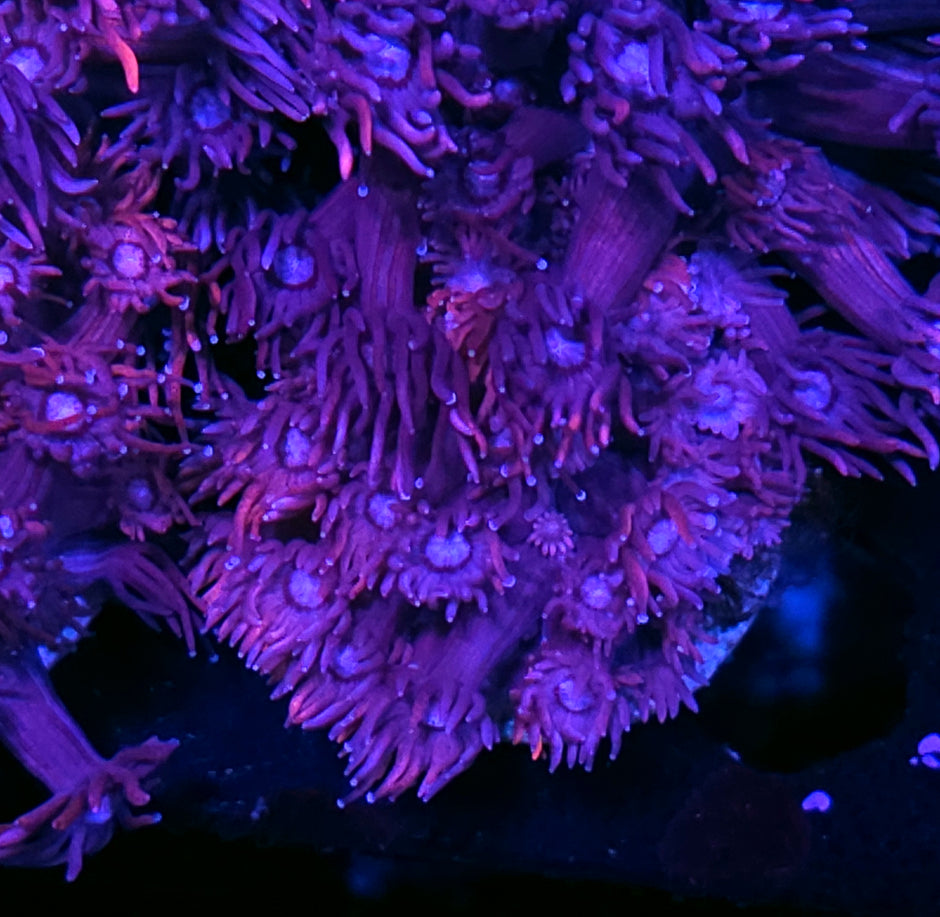 DR Confetti Goniopora Colony