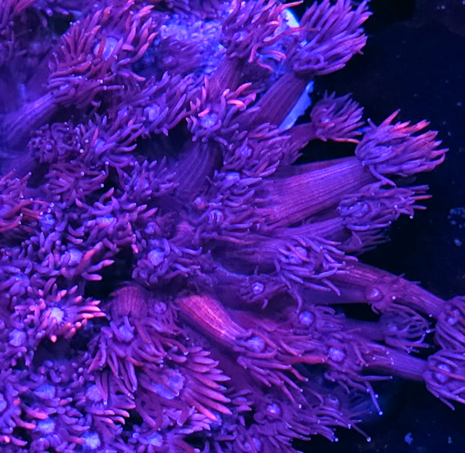 DR Confetti Goniopora Colony