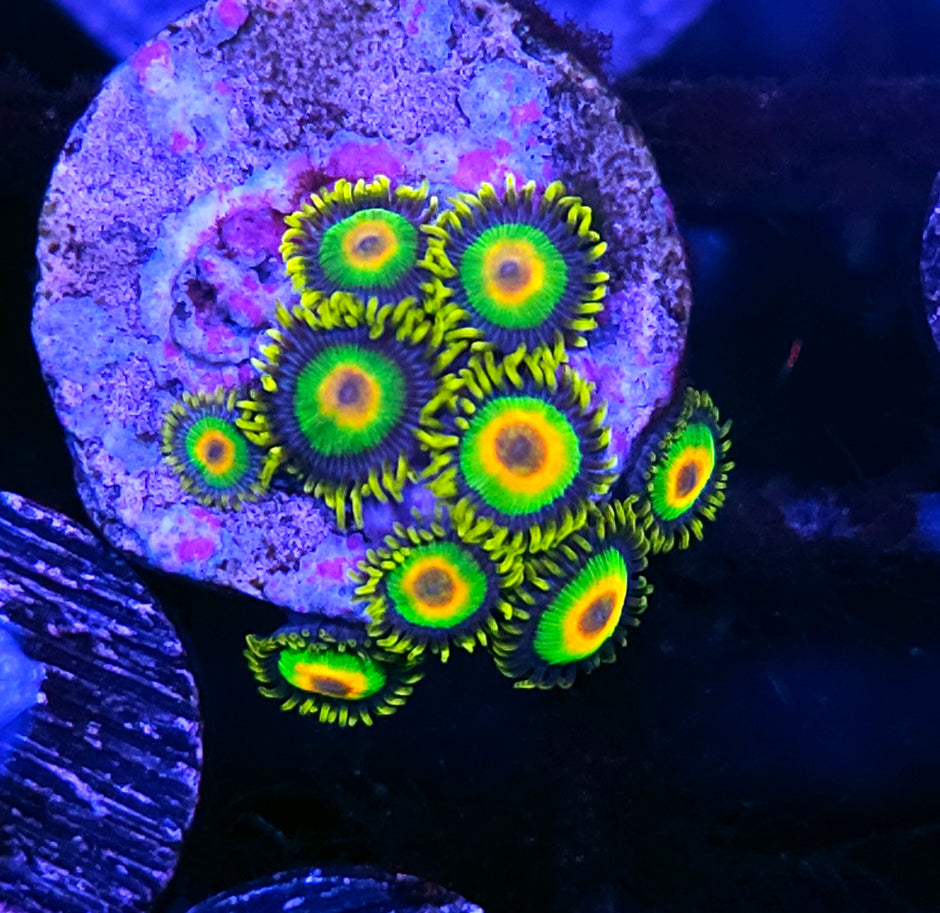 Rasta Zoas