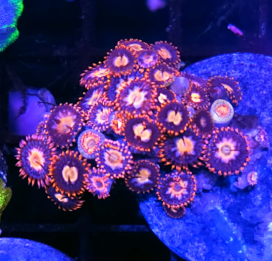 Bang Bang Zoas