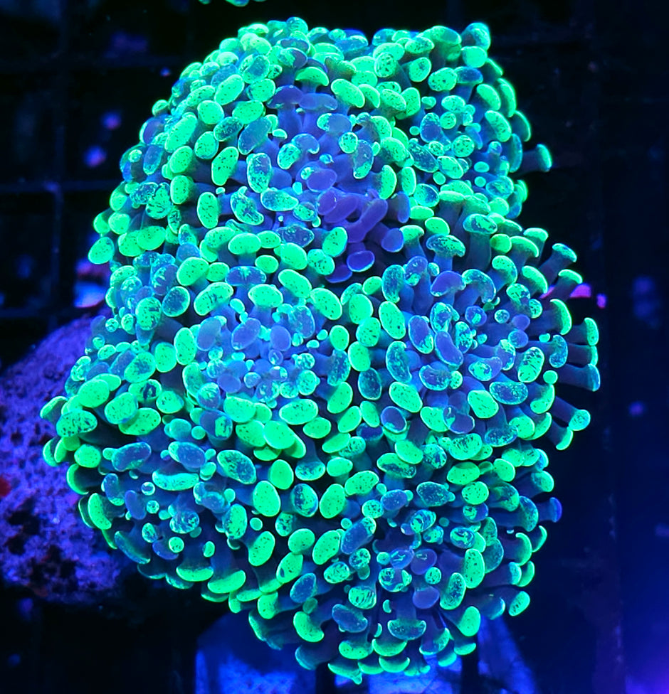 Approx 7-8 Head Insane Splatter Branching Hammer Colony