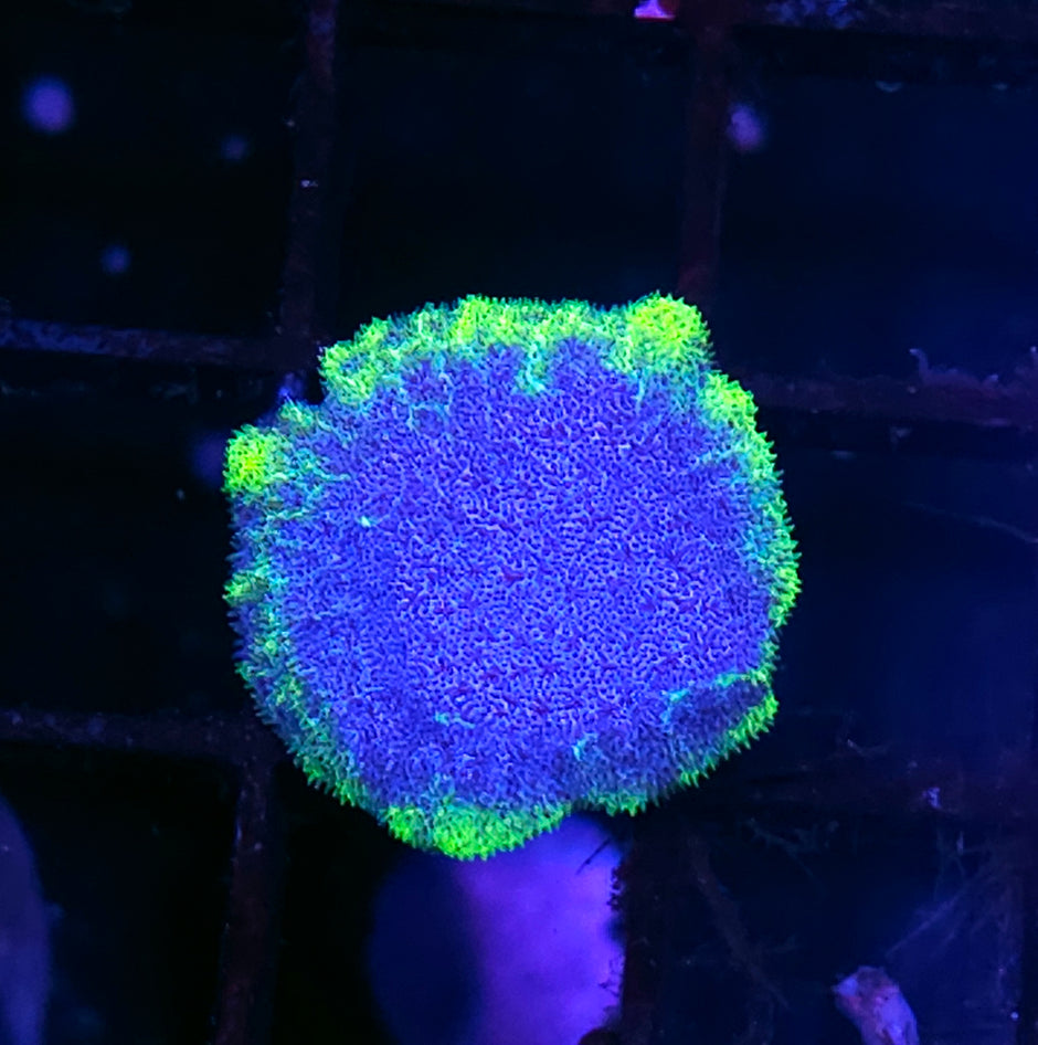 HF Stargate Leptosersis