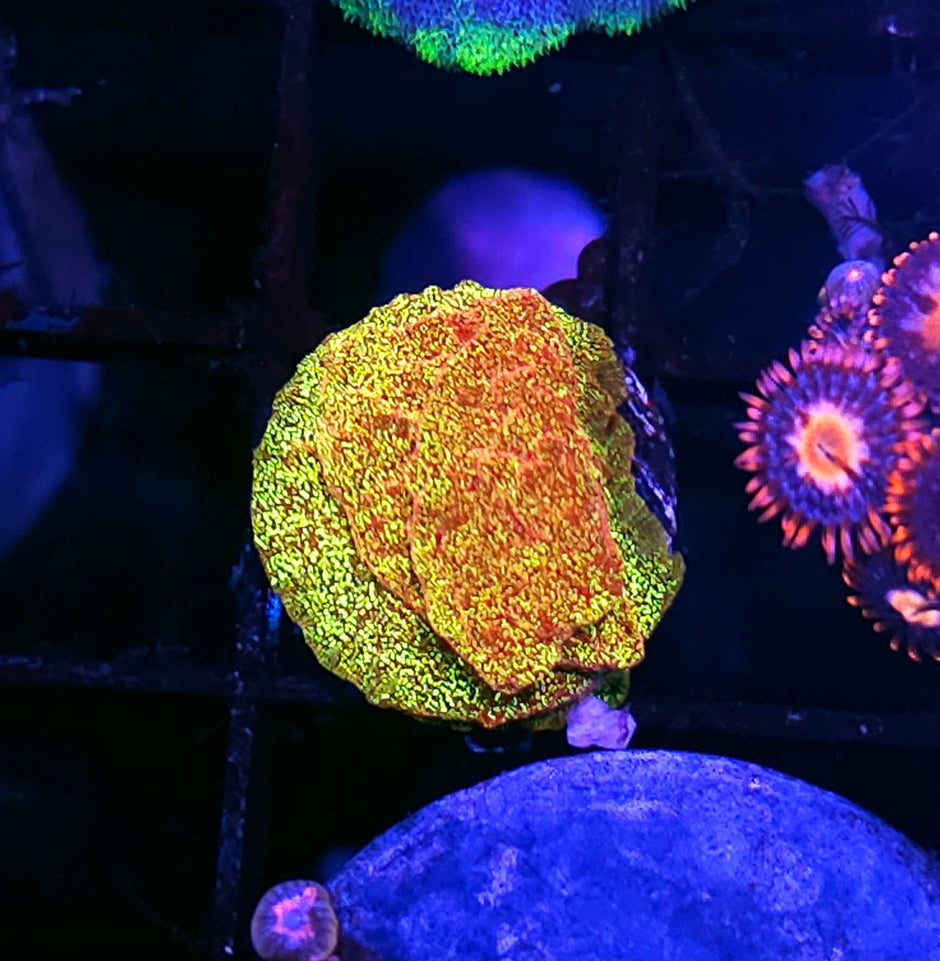 HF Napalm Leptosersis