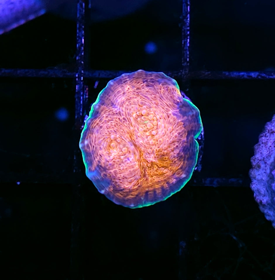 HF Hypershock Acan Echinata