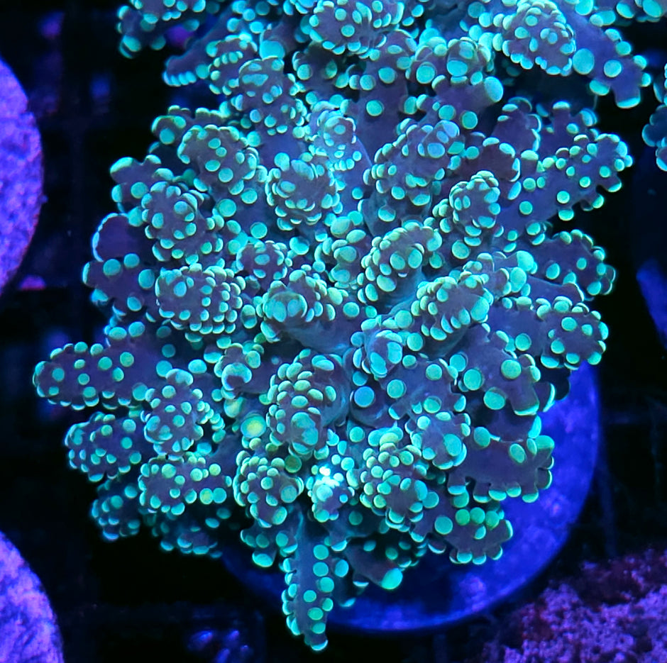 Green Octospawn