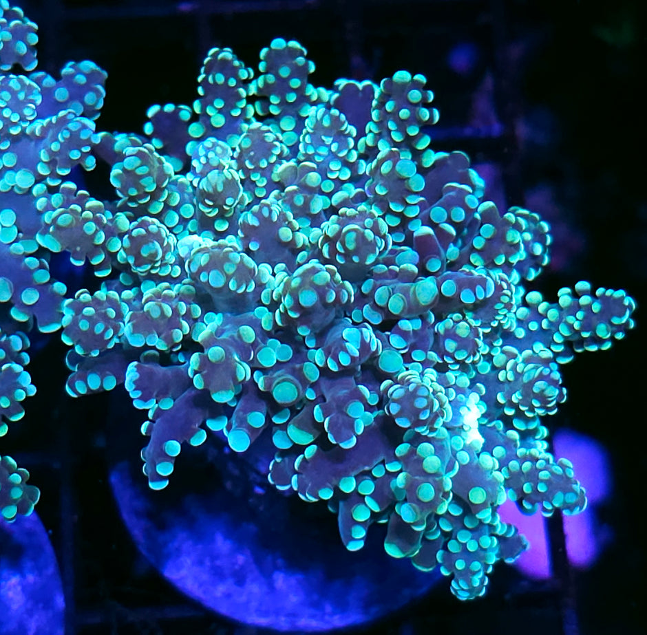 Green Octospawn