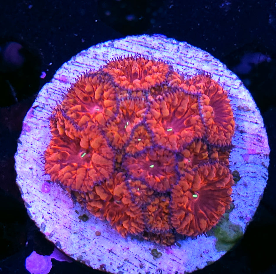 Raspberry Boom Indonesian Blasto Colony