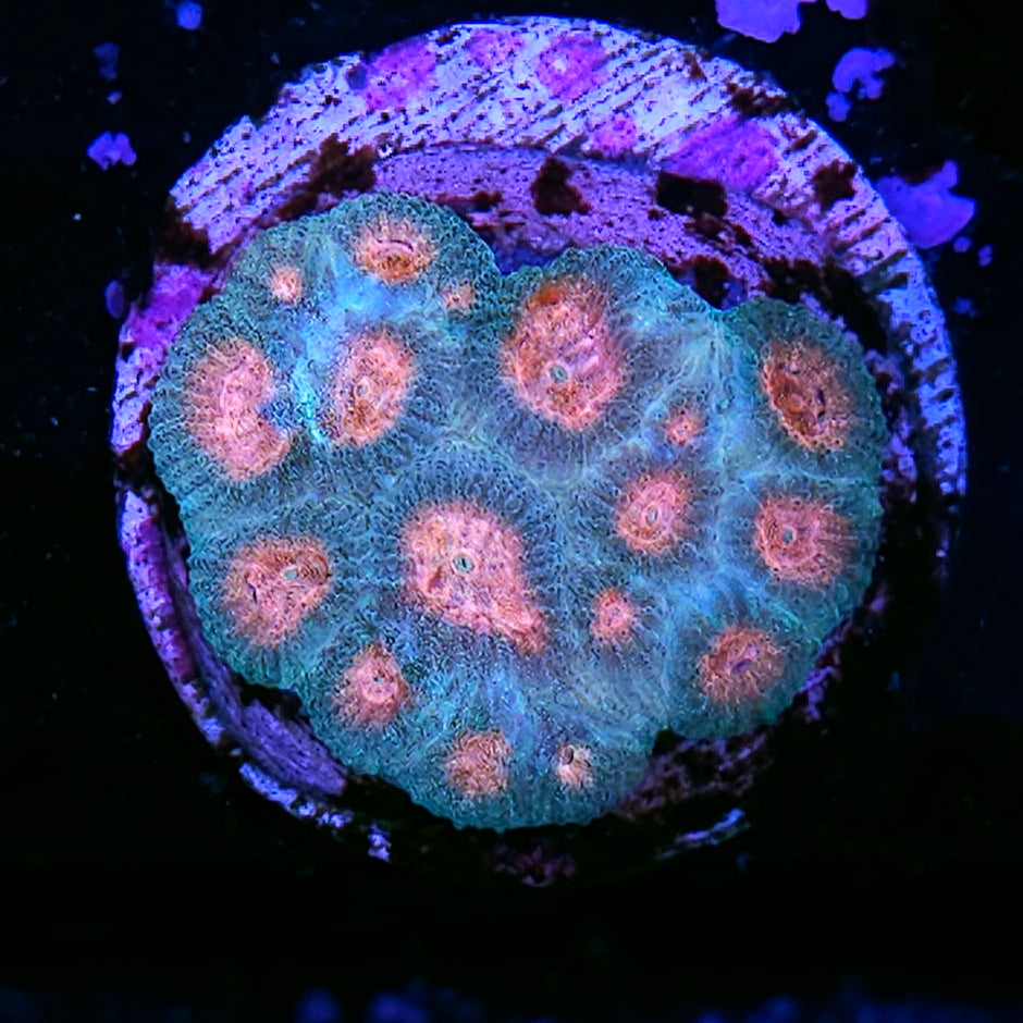 Caribbean Queen Favia Colony