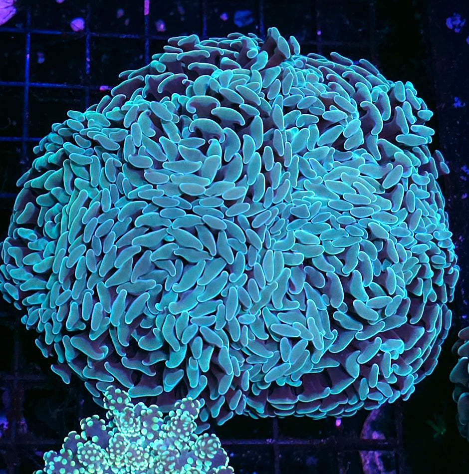 Approx 5-6 Head Mint Fat Head Branching Hammer Colony
