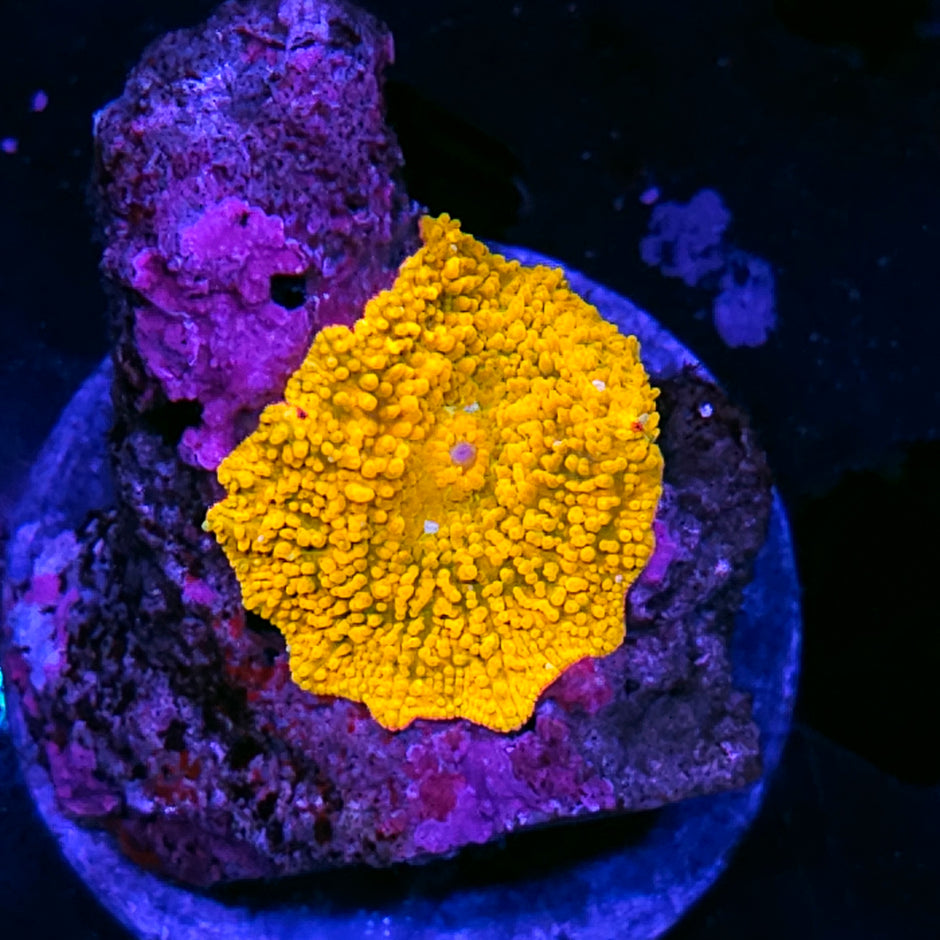 Golden Child Mushroom