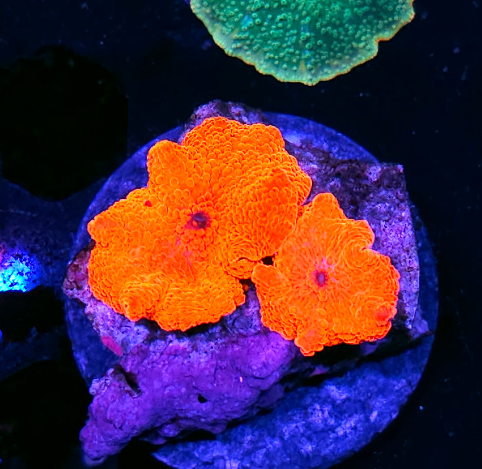 Scarlett Begonias Mushrooms