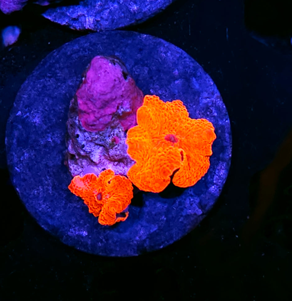 Scarlett Begonias Mushrooms