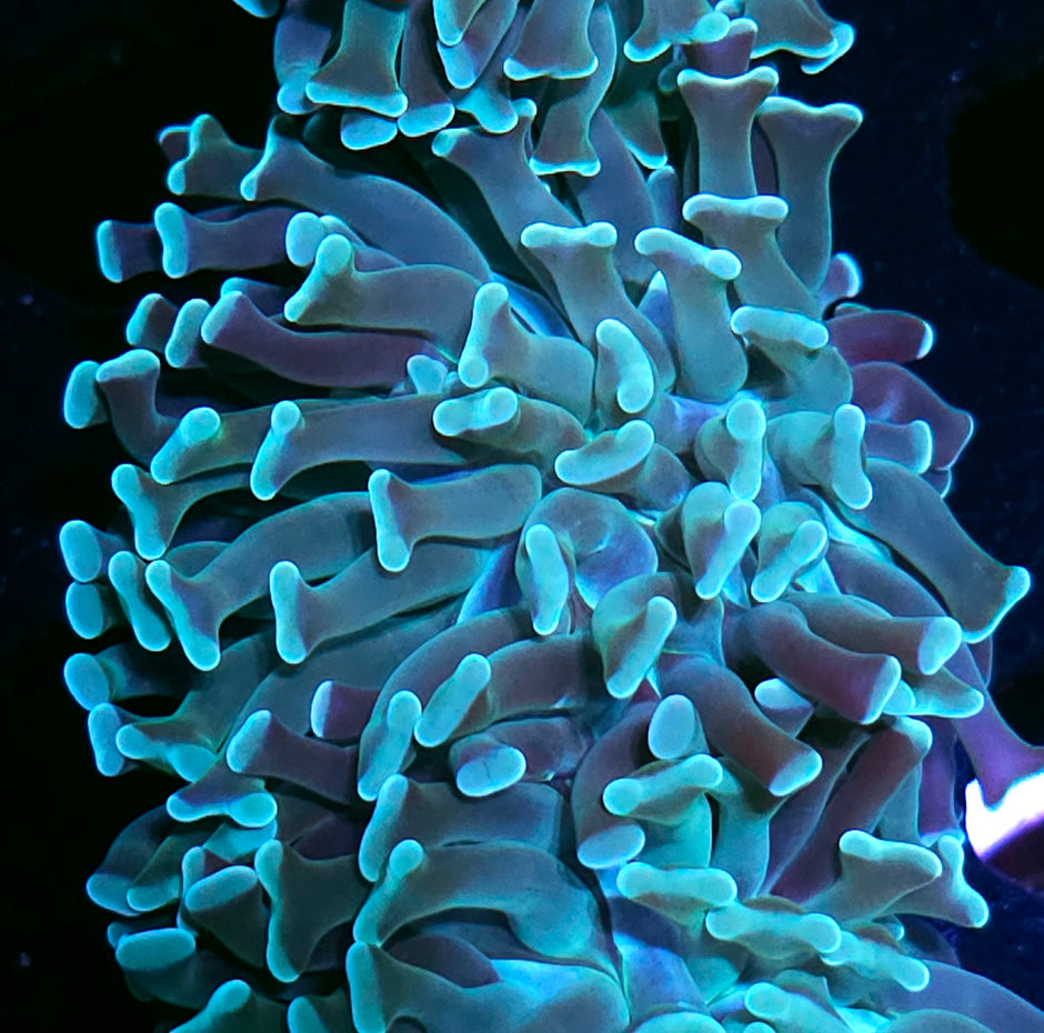 Green Giant Branching Hammer